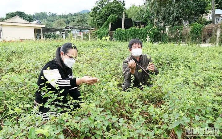 THUỐC DƯỢC LIỆU VIỆT: CHỪNG NÀO TIỀM NĂNG THÀNH GIÁ TRỊ?