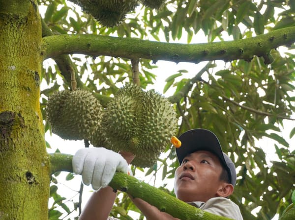 “VÀNG CÓ GAI”- CHUYỆN LY KỲ Ở ĐỨC, TRUNG QUỐC VÀ VIỆT   NAM